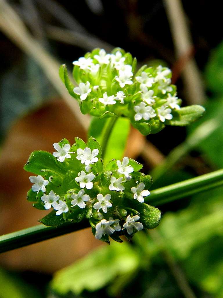 Valerianella sp.  (Caprifoliaceae)